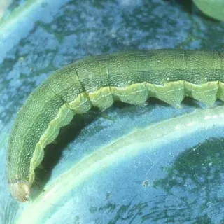 thumbnail for publication: Beet Armyworm, Spodoptera exigua (Hübner) (Insecta: Lepidoptera: Noctuidae)